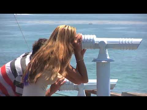 The Wildlife of Crystal Cove