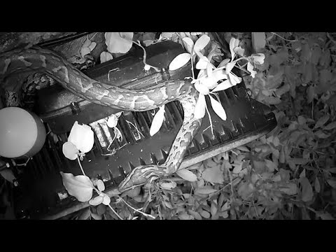 Djuma: Southern African Python going in big crack of cam tree looking for meal - 00:27 - 03/24/2023