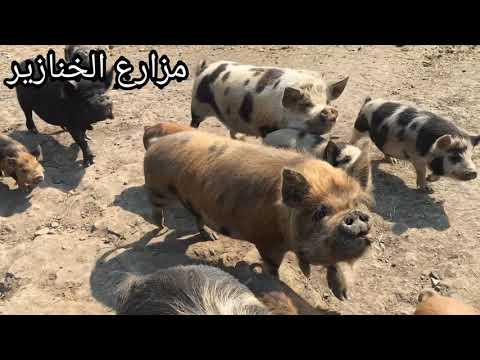 , title : 'شاهد مزارع تربيه الخنازير واشكالها الجديدة المهجنا/ وكيف يطهونها ولون لحمها( مقزز )🙆'