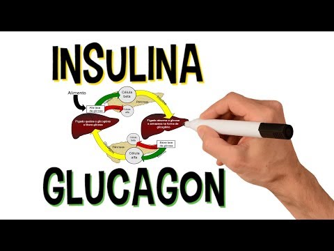 ✅ INSULINA E GLUCAGON | SISTEMA ENDÓCRINO