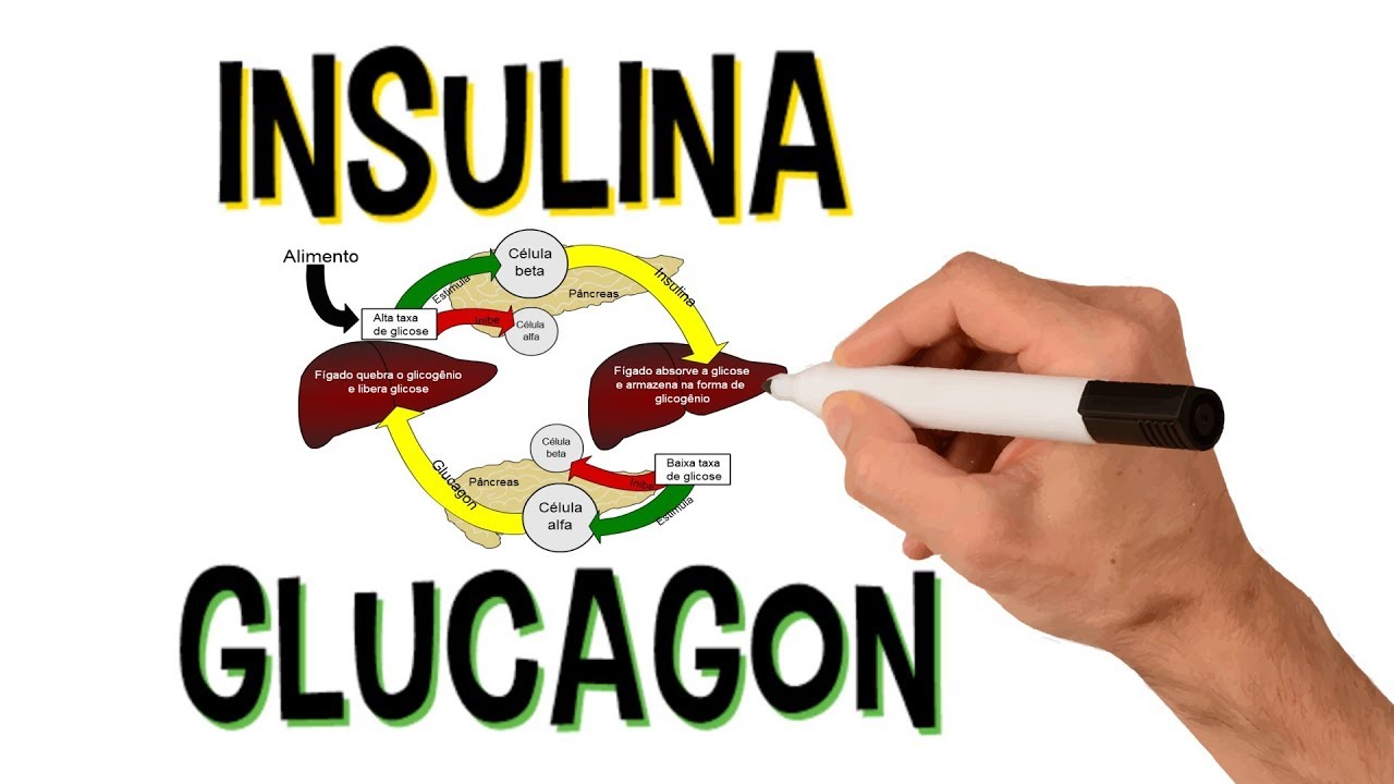 ✅ INSULIN AND GLUCAGON | ENDOCRINE SYSTEM