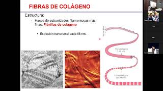Tejido conjuntivo II- Dra Paula Pouso
