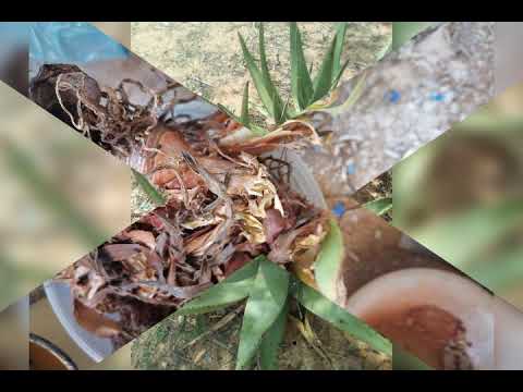 Tharollo ya Toro ka Ntate Ncwadi