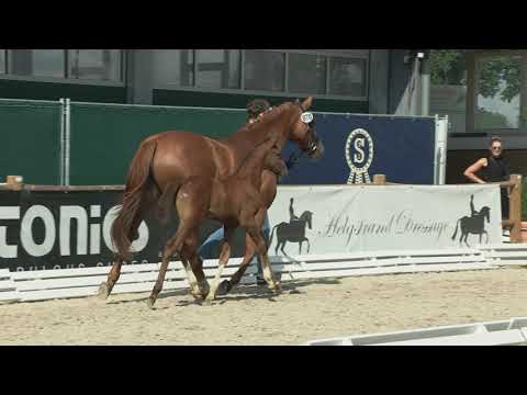 Knickenberg, Diaron-Comme il faut-I need you