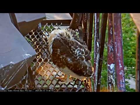 Prepping For Flight? Hawk Nestling Conducts Long Preening Session – June 10, 2020