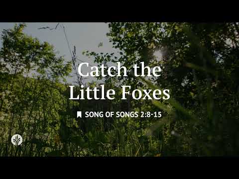 Catch the Little Foxes | Audio Reading | Our Daily Bread Devotional | June 27, 2025