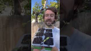 🌱 When & How To Transplant Seedlings From Trays to Your Raised Garden Bed