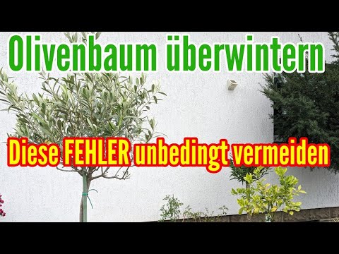 , title : 'Olivenbaum überwintern - Diese FEHLER unbedingt VERMEIDEN bei der Überwinterung vom Olea europaea'