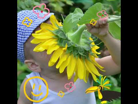 Gira, Girassol.  Evangelização  Infantil.