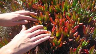 lucky dragons "new morning ritual"
