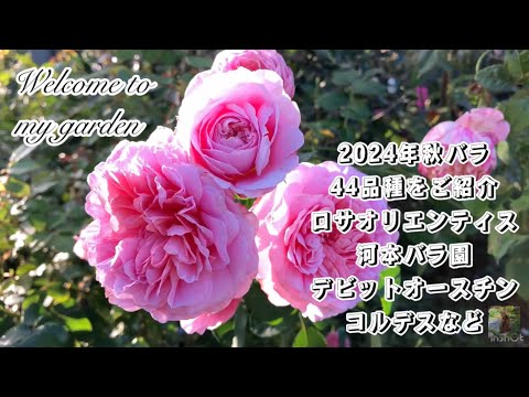 バラの根元に雑草対策として何を置くか？  庭園