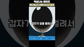 40,000cm 라분 vs 174cm 루피