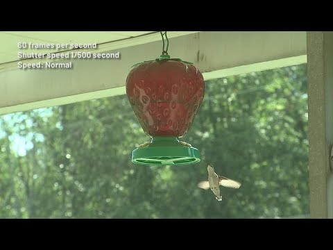 Sit back and relax: hummingbirds