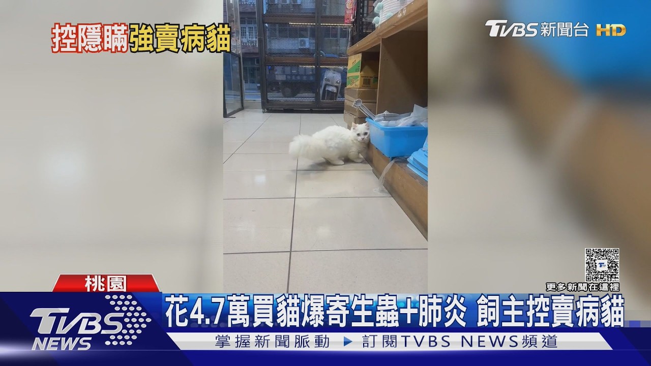 影音/花4萬7買到病貓?寵物店稱「無異常」 買家留負評遭提告