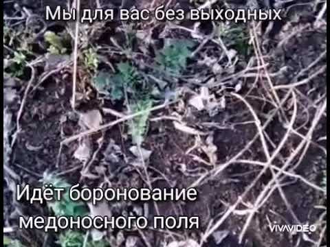 Боронование наших медоносных полей