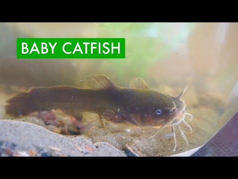 I caught a BABY CATFISH to keep as a pet