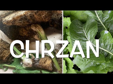 CHRZAN WŁAŚCIWOŚCI I UPRAWA. JAK ZETRZEĆ CHRZAN BY NIE PŁAKAĆ?😂