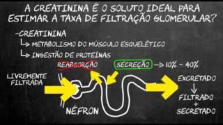 Por quê usamos a creatinina para calcular a função renal?