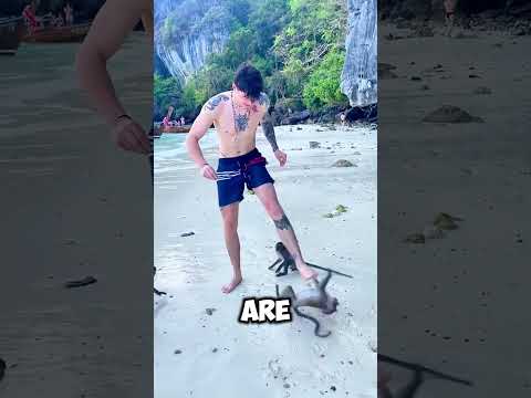 These Monkeys Attacked a Tourist in Thailand! 😱
