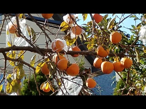 World's Most Expensive Persimmon - Japanese Giant Fuyu persimmon Harvesting- Part 1  #shorts
