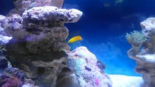 Download lagu New 200l marine aquarium fluval roma 200 mp3