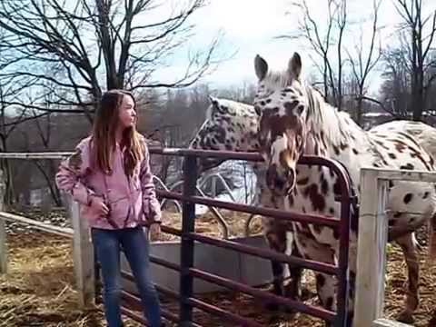 Fifty Shades of Neigh