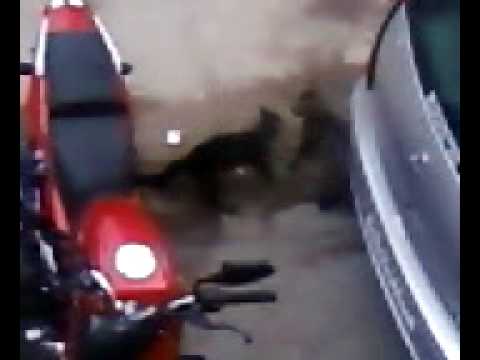 shyam's cats  fight