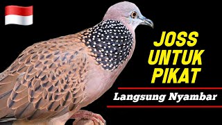 Download lagu Suara Tekukur Gacor Untuk Pikat Paling Ampuh Dan Langsung Nyaut mp3
