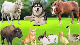 Farm Animal Habitat: Goat , Dog, Sheep, Rabbit, Cat, Chicken, Duck, Pig - Animal Sounds