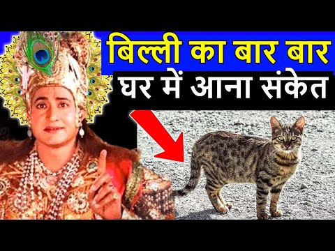 बिल्ली का बार बार घर में आना संकेत ! क्या कहते हे श्री कृष्ण !