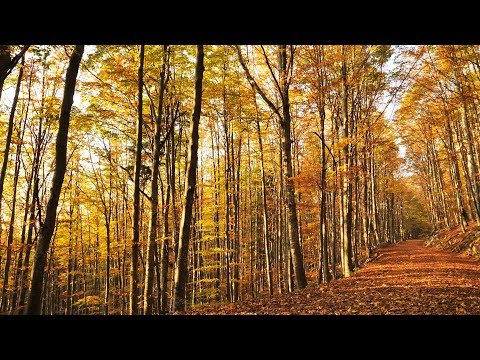 Autumn Forest Stillness / Birds Singing, Colorful Trees,...