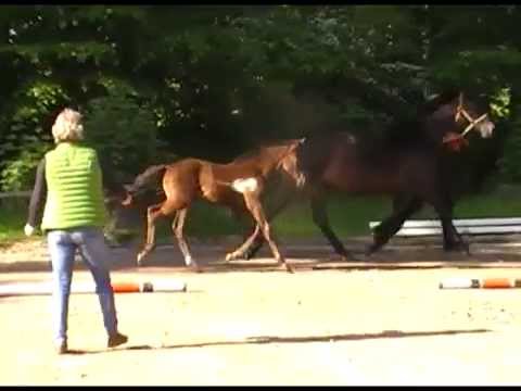 SF v. Dante Weltino - Hochadel