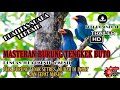 MASTERAN Burung Tengkek Buto 1 2 Menit Bunyi 1 2Menit Jeda Biar Cepat Masuk Dan Anti Stres
