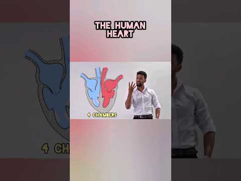 The Human Heart Surprise Explanation
