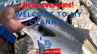 Catching Big Bluefish Late August! #fishing #jettyfishing #bluefish