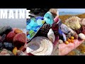 The Ultimate MAINE Beachcombing Adventure SHELLING Seaglassing Beach Stones