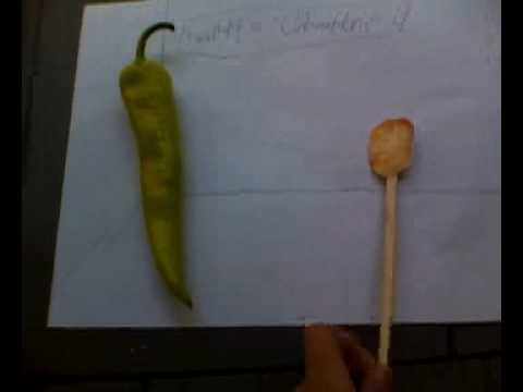 Jerry the Tater Tot 4: The Penalty Tater