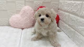 ハーフ犬の動画01