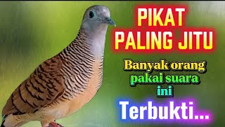 Download lagu Perkutut suara pikat paling jitu, sudah terbukti mp3 Download lagu Perkutut suara pikat paling jitu, sudah terbukti mp3