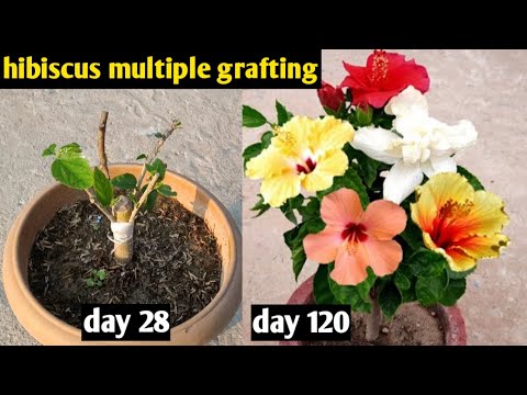 Gardening 4u and 2 more