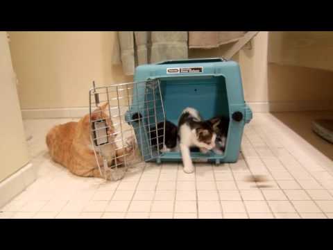 11 14 15 Chester and kittens a