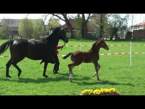 02 Hengst v. Van Gogh