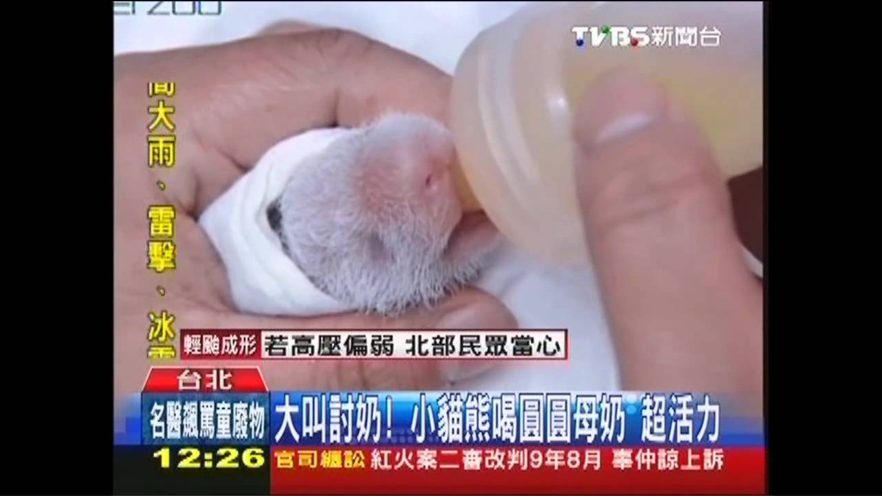 大叫討奶!小貓熊喝圓圓母奶 超活力