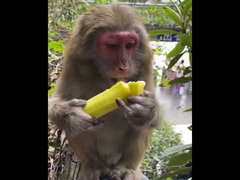 #Cutebabymonkey #ASMRMongkey #Monkeyeating #FunnyMonkey / #DanceMonkey / #monkey  Ept182   #shorts