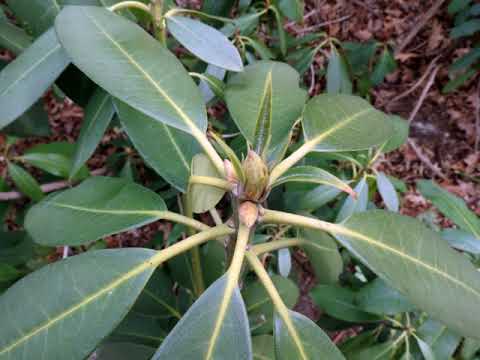 2020 03 11   Before Stay At Home