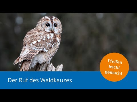 Der Ruf des Waldkauzes – Pfeifen leicht gemacht