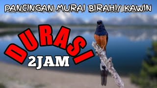 Download lagu Pancingan murai kawin durasi panjang terbaru. mp3