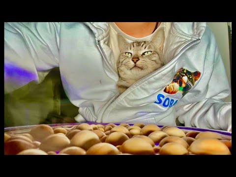 99%が5分で眠くなる😴 猫のゴロゴロ×Water Wood ASMR