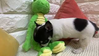 チワワ（スムース）の動画01