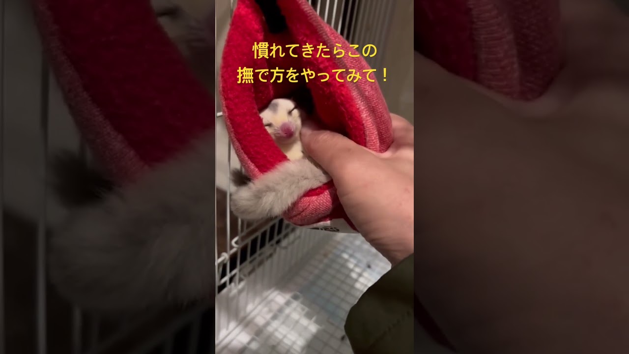 この撫で方やってみて！